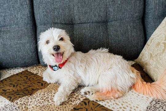 A small dog is relaxing on the couch.