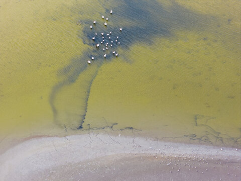 Pelicans and water birds making tracks along the shores of a salt lake