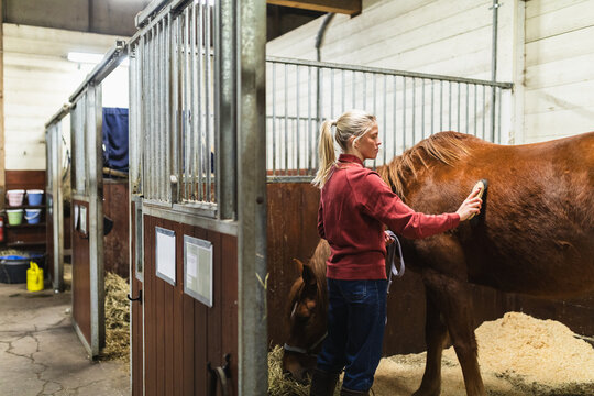 Female Equestrian Brushing a Chestnut Horse Inside a Stable Stall