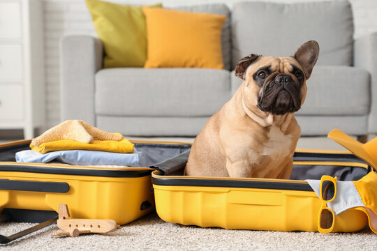 Cute French bulldog sitting in suitcase with travelling accessories at home