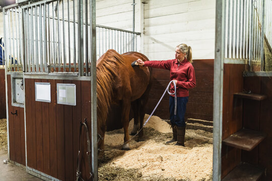 Female Equestrian Brushing a Chestnut Horse Inside a Stable Stall