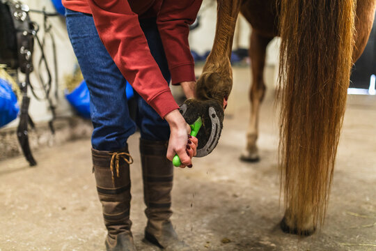 Unrecognizable Rider Cleaning Horse Hoof with Pick Tool