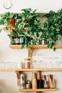 Cafe shelves with glassware cups and trailing green houseplants