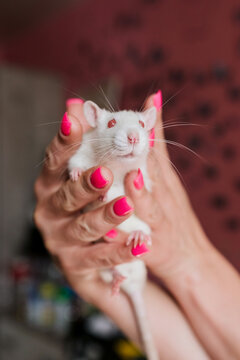 A white rat kept by its owner.