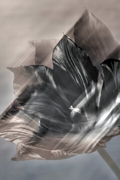 Tulip on a blurred background in soft light