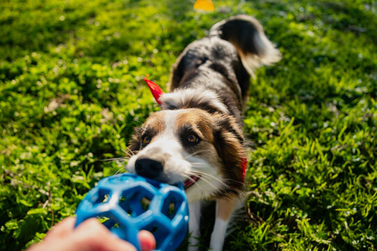 Dog Playing Fetch With Toy Ball in Sunny Grass