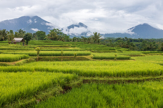Terraced rice fields with misty volcanic mountains in Bali