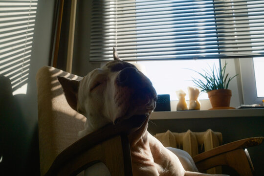 Dog Rests in Chair by Window on a Sunny Day