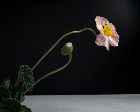 Poppy flower arrangement 
