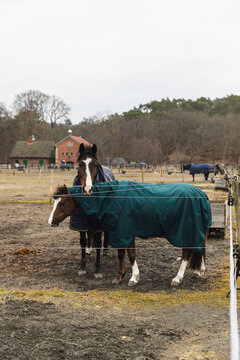 Two Domestic Horses in a Rural Paddock Wearing Blankets