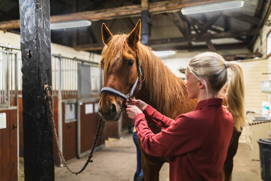 Female Rider Adjusting Halter on Chestnut Horse in Stable