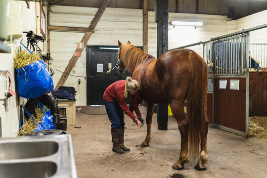 Female Rider Cleaning Horse Hoof with Pick Tool