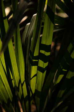 Detail of palm leaves