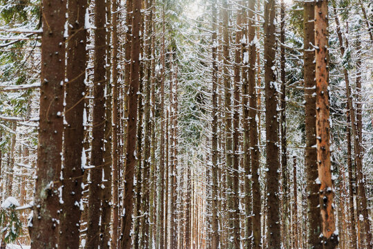 Snow Covered Trees Stand Tall in a Winter Forest Pathway