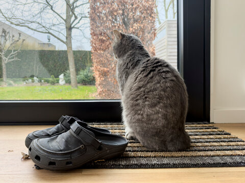footwear and cat