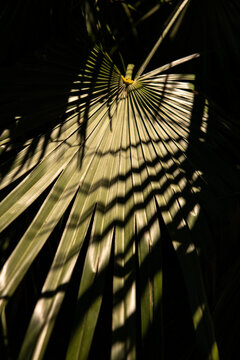 Detail of palm leaves