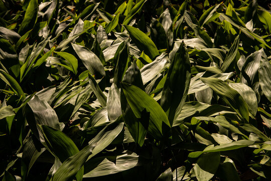 Plants