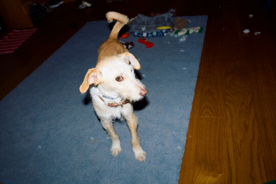 Canine companion indoors