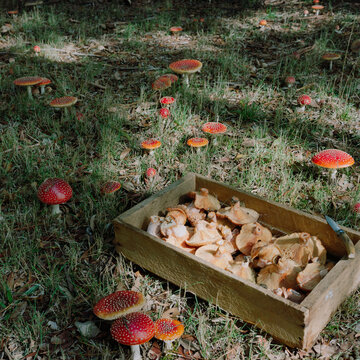 Mushroom Gathering in a Forest Setting During Daylight Hours