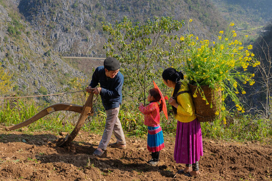 Close View Hmong Farming Life