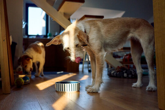 Dogs Eat at home