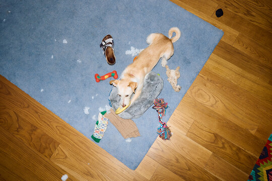Dog plays with various items on the floor