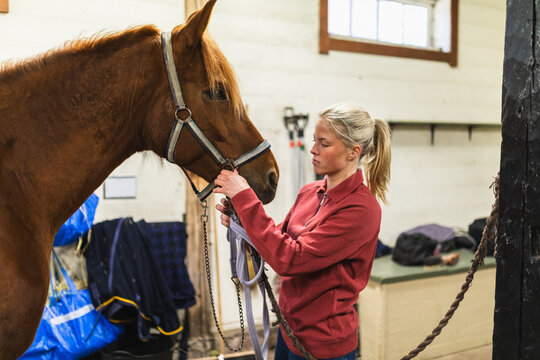 Female Rider Adjusting Halter on Chestnut Horse in Stable