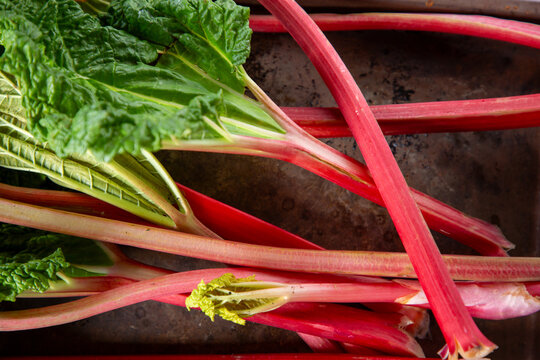 Bright pink rhubarb