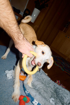 Dog Plays With its Owner at Home