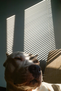 Relaxed Dog Meditates Under Morning Sunlight At Home
