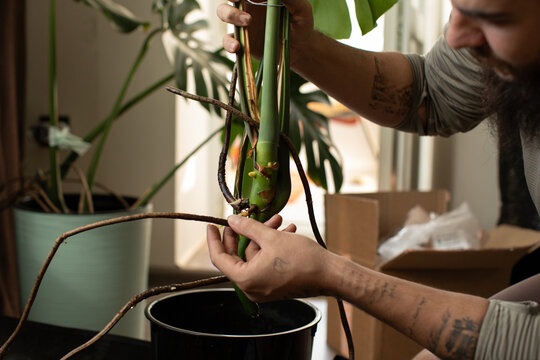 Man check roots of home plant during replanting