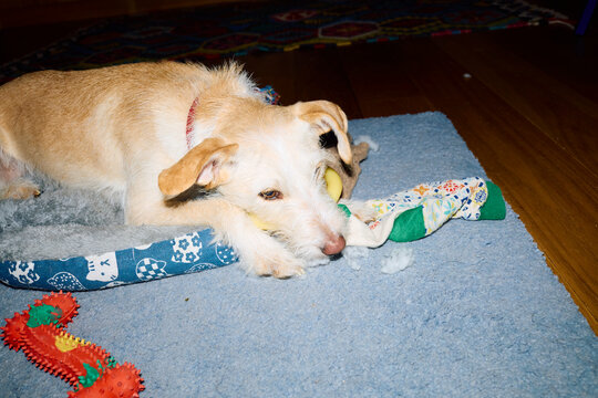Dog Chewing Toy on a Blue Mat
