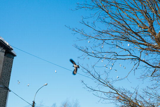 Birds Flying Near a Tree in a Clear Sky City Atmosphere Moment