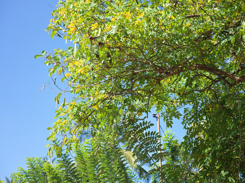 Sri Lankan Cinnamon Tree