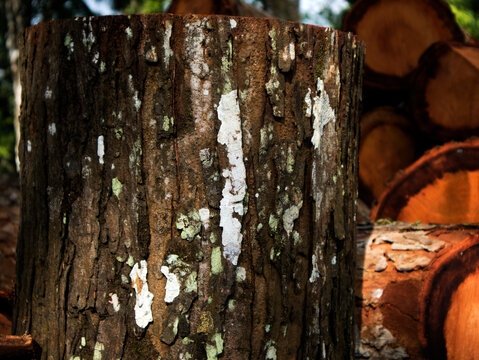 detail of a freshly felled mahogany tree trunk