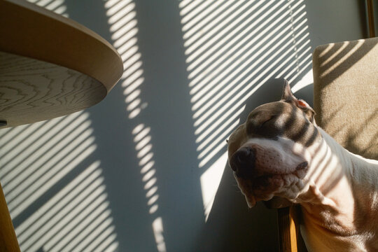 Pet Sleeping Sweetly In Morning Sunlight At Cozy Home 