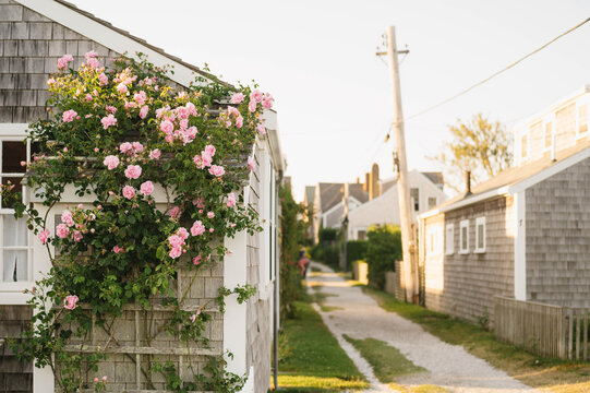 Pink Roses Climbing Nantucket Cottage Along Sconset Lane