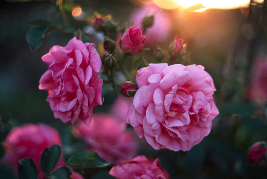 Summer nature rose flowers