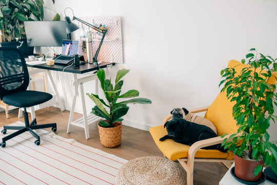 Cozy Workspace With Plants and Sleeping Dog in Bright Room