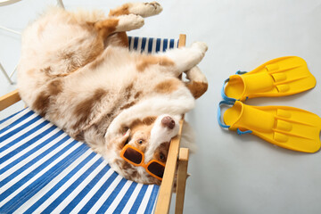 Cute Australian Shepherd dog in sunglasses with flippers lying on sun lounge against white background. Tourism concept © Pixel-Shot