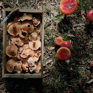 Gathering Mushrooms in a Wooden Box on the Forest Floor Near Red Caps