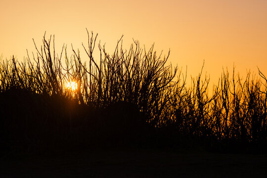 Sun peeks through the bushes on Madeira, Portugal 