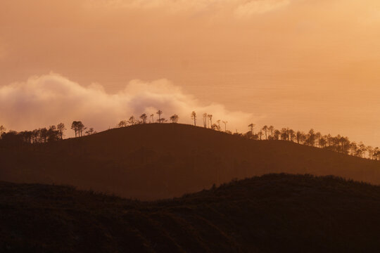 Pine trees silhouettes in Madeira highlands 