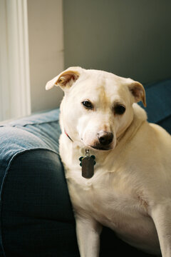 close up of yellow Labrador mix dog