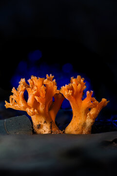 Orange Ramaria mushroom
