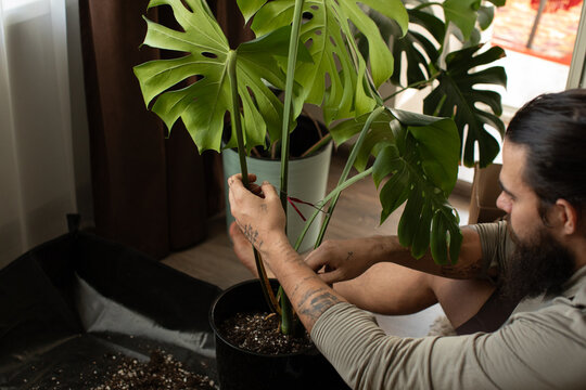 Hobby of taking care of houseplants