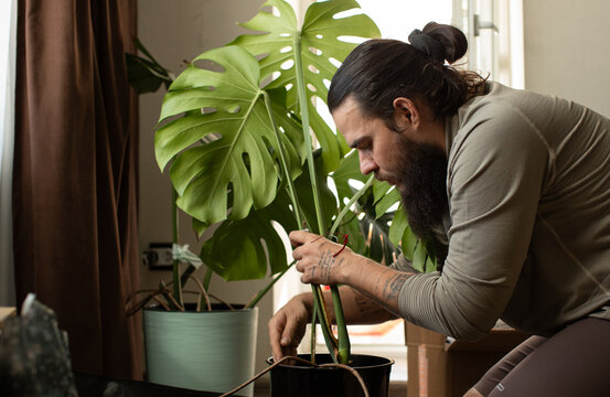 House plants hobby