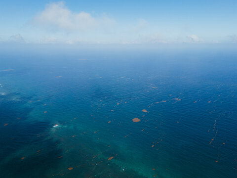 Open ocean surface with scattered sargassum seaweed patches, Mexico