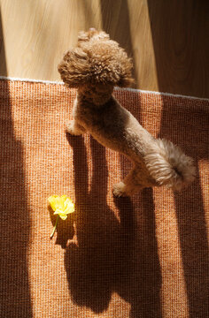 Dog standing on orange rug 