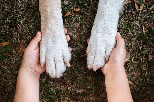 Child holding a dog's feet and paws in her hands as a sign of trust. 